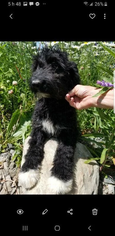 Aussidoodle licence 0249 SPCA FROM N.B.