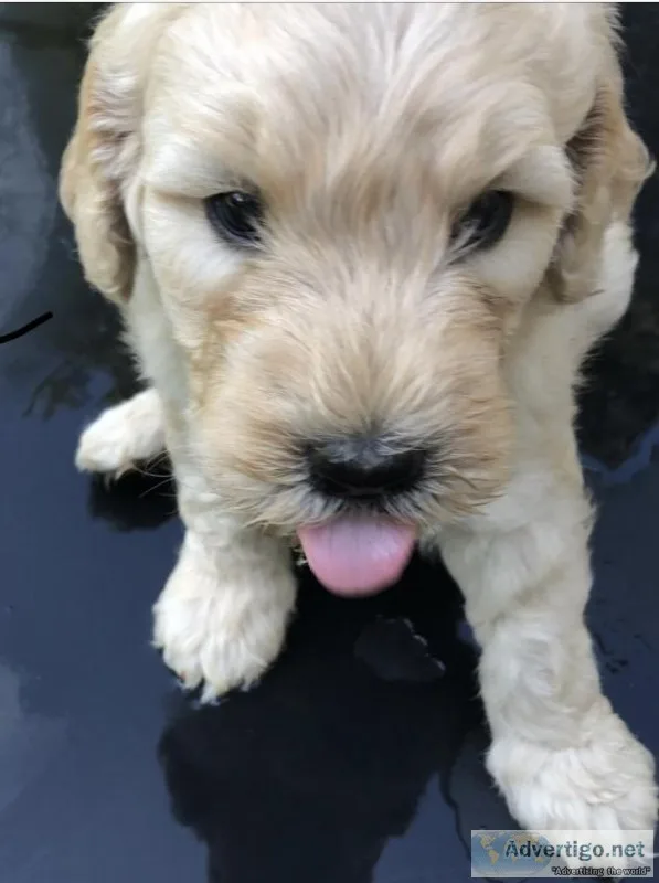 Goldendoodles
