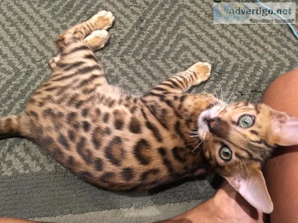 Beautiful TICA Bengal Kittens
