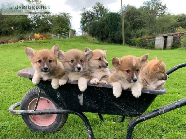 Healthy Pembroke Welsh Corgi Puppies
