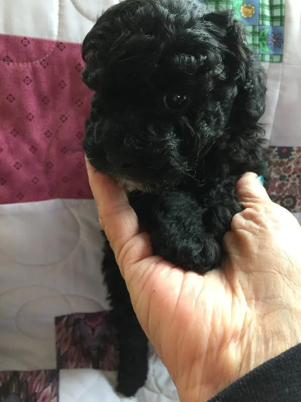 POODLE PUP