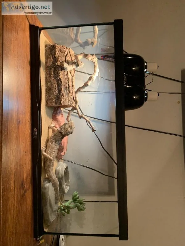 Bearded Dragon