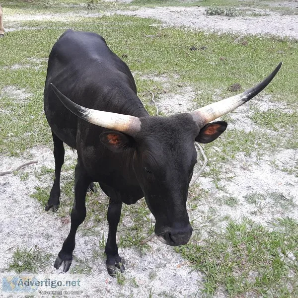 Watusi Cattle for sale