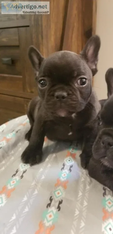Chocolate Brindle female French bulldog