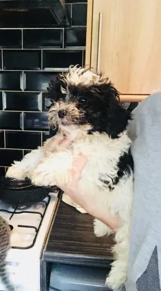 ACA SMALL MINIATURE POODLES