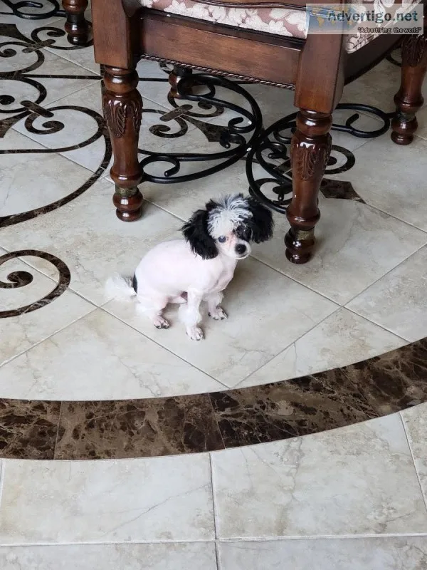 Teacup Male Poodle