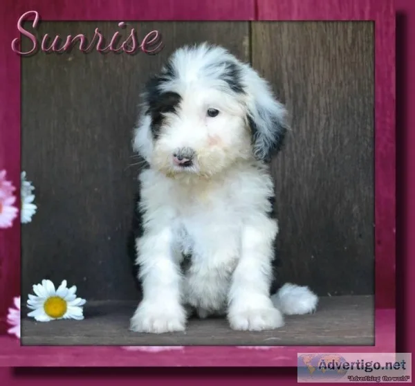 Sunrise Female Sheepadoodle