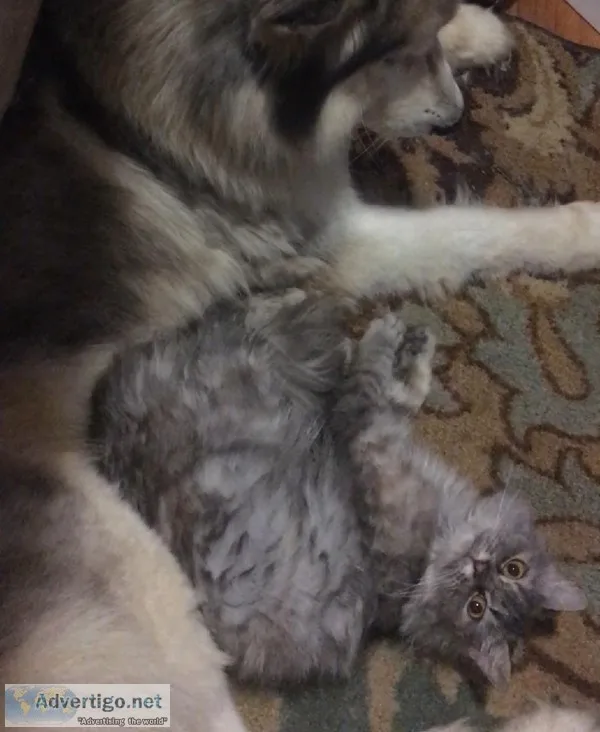Silver Shaded Persian Ragdoll Cat