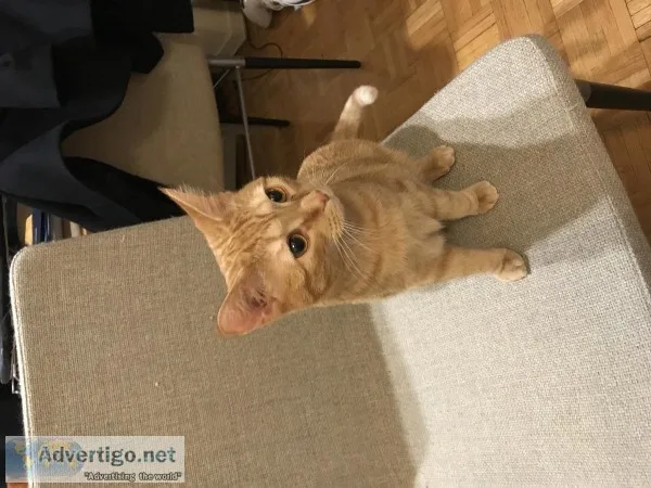 Leo the cat for sale