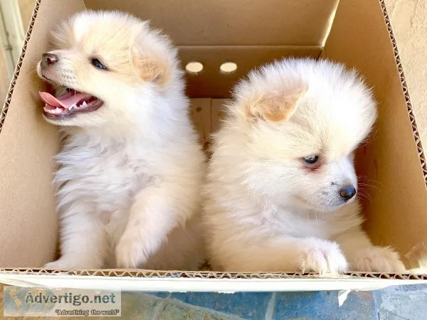 Pomeranian puppies