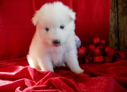Champion Sired Samoyed Puppies