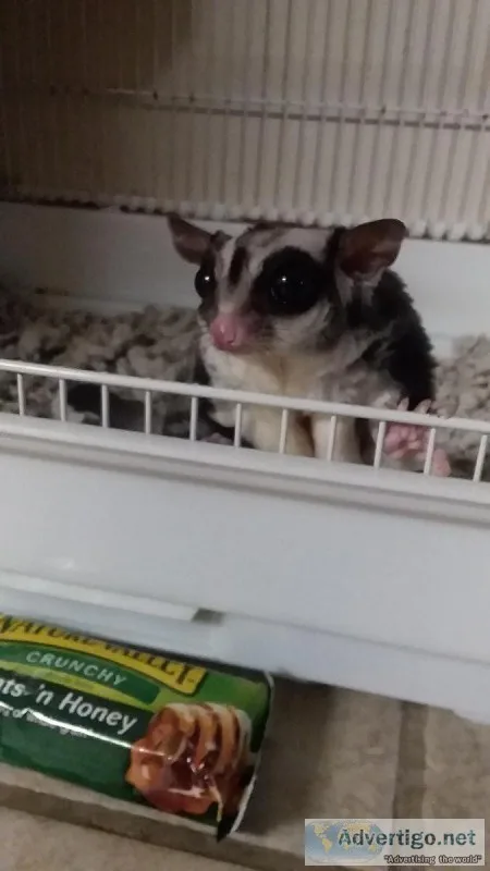 Sugar glider