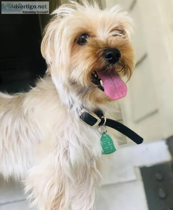 Morkie in need of a loving home