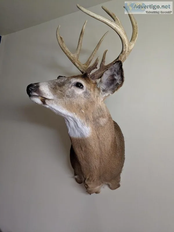 Taxidermy Buck