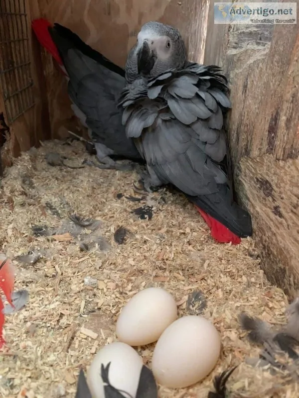 Hand fed & dna tested baby, adult parrot