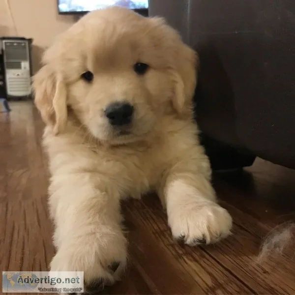 Golden retriever puppy for sale