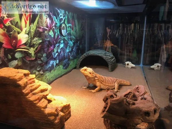 Two Bearded Dragons - Need rehomed