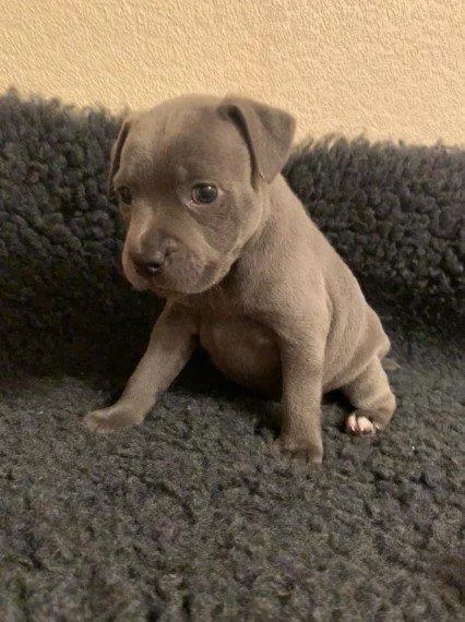 AKC registered Staffordshire Bull Terrier