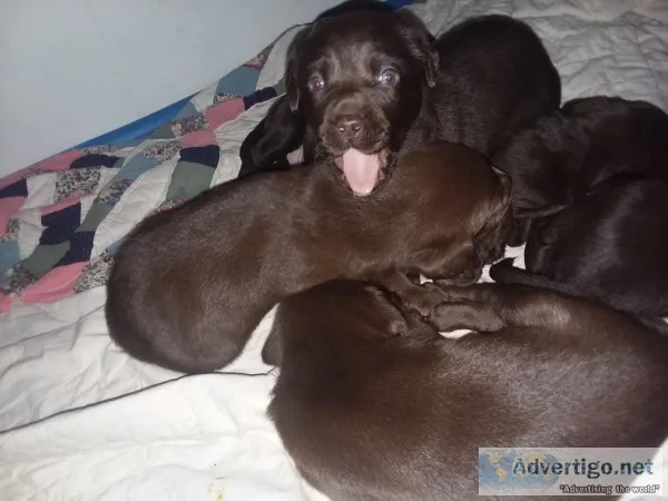 Akc pups chocolate lab with papers