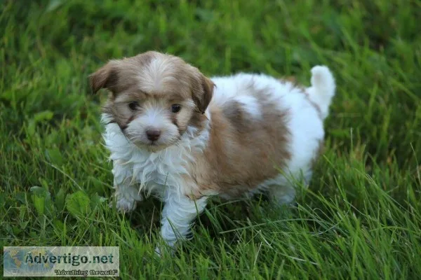 Havanese Puppies - Super Cute and Adorable Nonshedding Friends