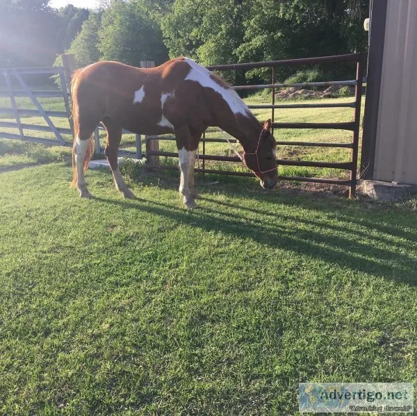 DEXTER IS A ARABIAN HORSE READY FOR A NEW RIDER