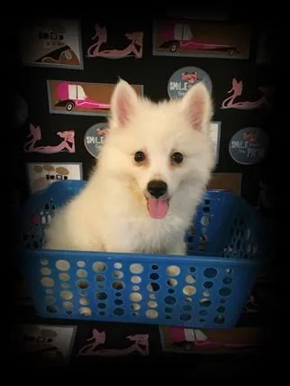 Mini American Eskimo- Leo - Male