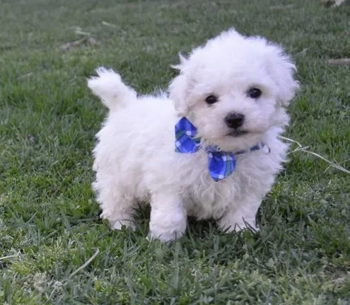 Lovely Male Female Bichon Frise Puppies