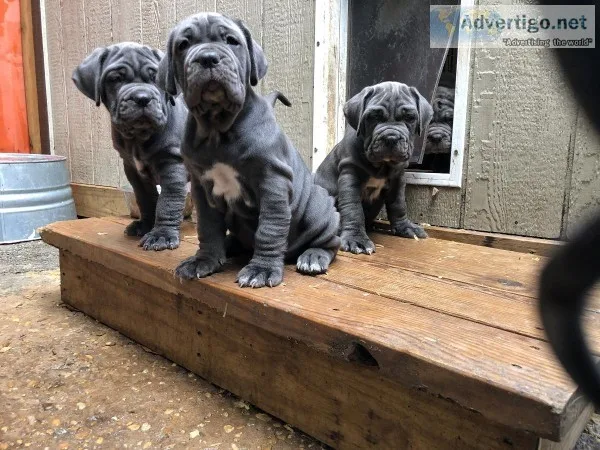Neapolitan mastiff pups
