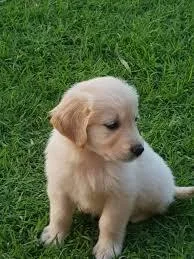 Active AKC Golden Retriever puppies