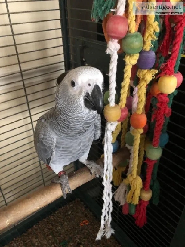 African Grey Parrot