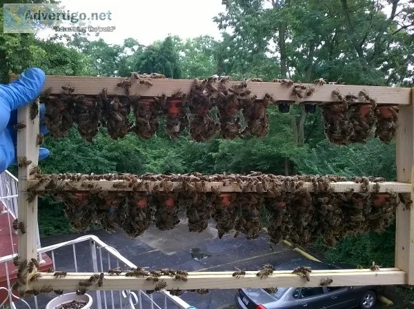 Carniolan queen bees