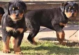 aKc Rottweiler Puppies