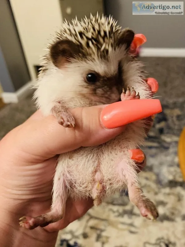 Beautiful friendly baby Hedgehoglets