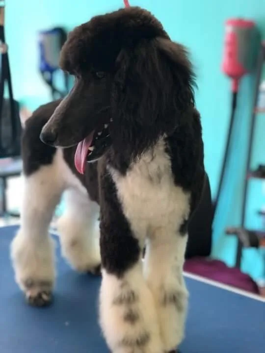 Standard poodle