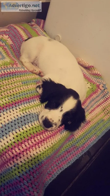 Cocker Spaniel Puppy