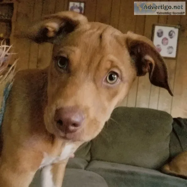 Dog  Kitty Health Record