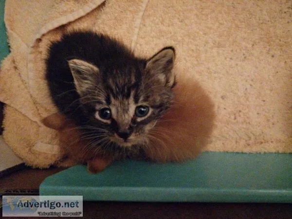 Two adorable kittens need a home