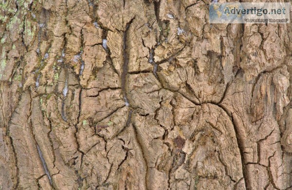 Cracked Trees We Offer Richmond Hill Tree Removal Services  