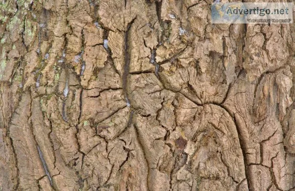 Cracked Trees We Offer Richmond Hill Tree Removal Services&nbsp 