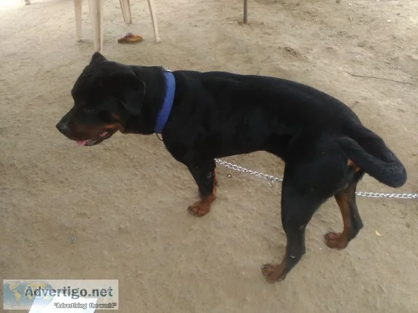 Male rottweiler dog