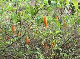 IBOGA ROOT BARK AVIALABLE