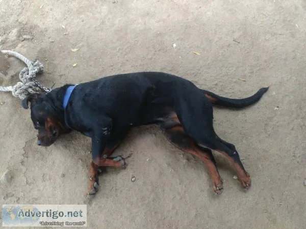 Male rottweiler dog