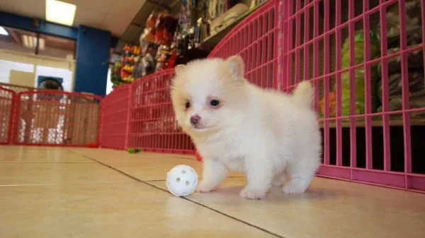 Pomeranian puppies for new home