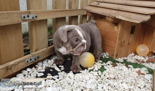 English bulldogs for rehoming 4084659274