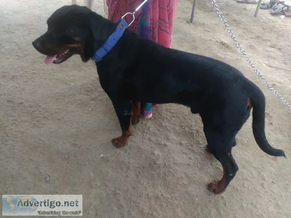 Male rottweiler dog