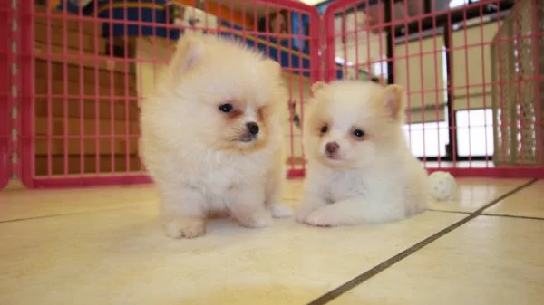 Pomeranian puppies for new home