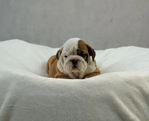 Spectacular english bulldog