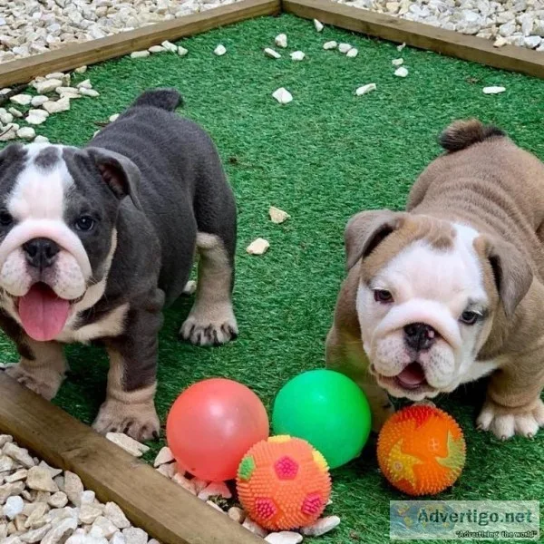 English bulldogs for rehoming 4084659274