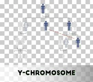 Y-Chromosome DNA testing