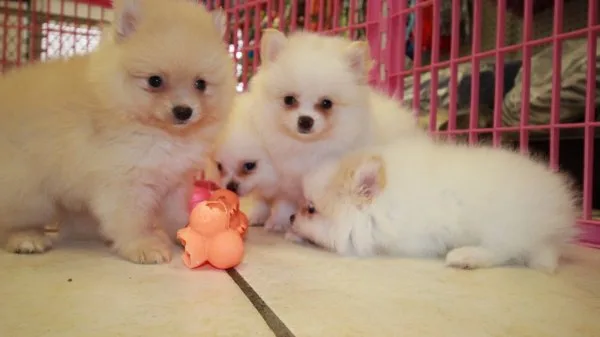Pomeranian puppies for new home